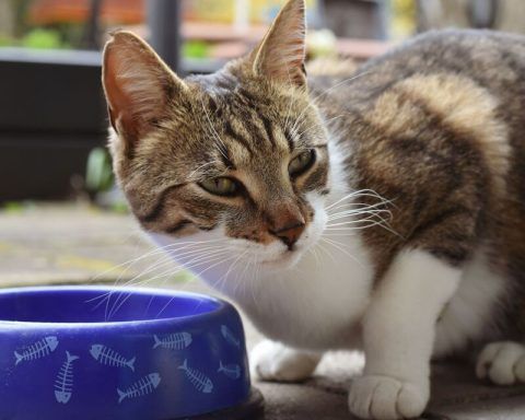 chat-avec-sa-gamelle