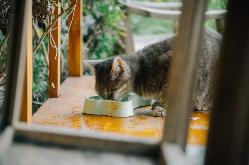 chat-qui-mange