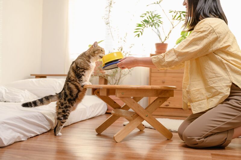 nourrir-son-chat